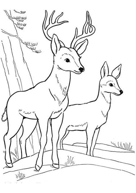 easy  print deer coloring pages tulamama