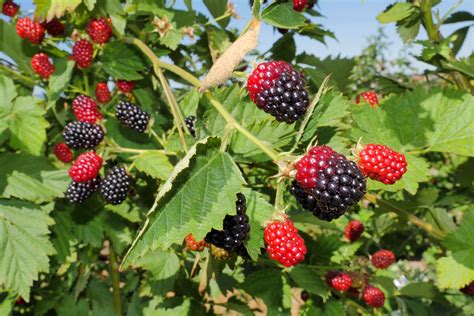 grow blackberries
