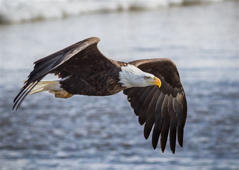 troy marcy photography mississippi river bald eagle  flight