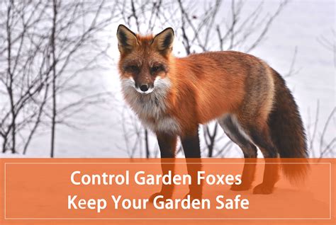 How To Control Garden Foxes And Keep Your Garden Safe Pest Wiki