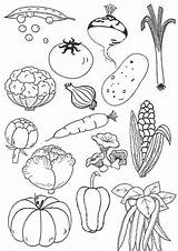 Coloring Pages Vegetable sketch template