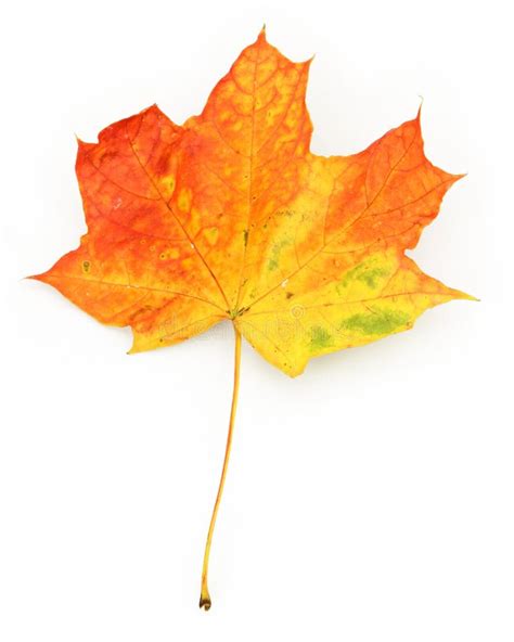 close   maple leaf stock image image  macro plant