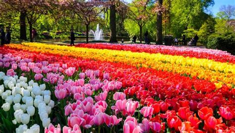 breathtaking beauty   dutch tulip season  leave  spellbound travel hindustan