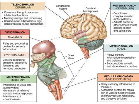 brain stem function buildingfas
