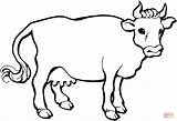 Coloring Cow Pages Drawing Paper Printable sketch template