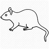 Rat Outline Drawing Mouse Rodent Icon Clipart Extermination Invasive Pest Brown Collection Drawings Iconfinder Clipartmag Paintingvalley Outlines sketch template