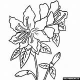 Rhododendron Azalea Designlooter Moo sketch template