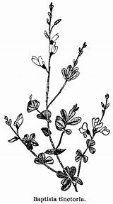 Baptisia Branch Tinctoria Gif Illustrations Engravings 35k Flowering 1807 1000 Illustration Swsbm sketch template