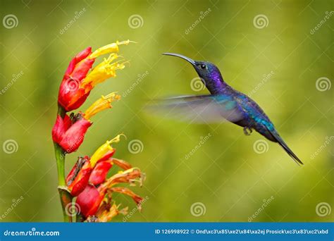 grote blauwe kolibrie violet sabrewing die naast mooie rode bloem met duidelijke groene bosaard
