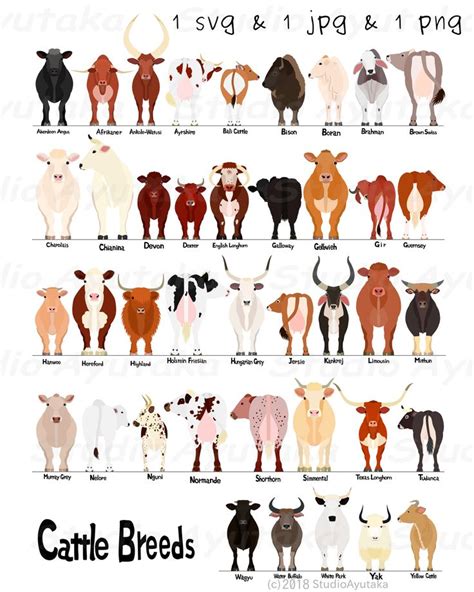 list  cattle varieties part  breezes  cows chart  svg