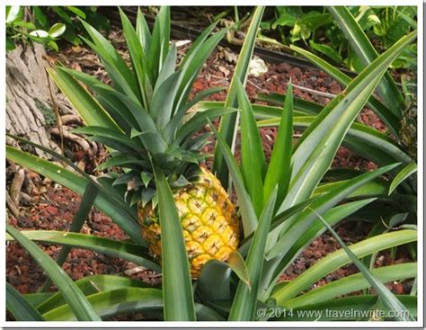 travelnwrite  taste  pineapple island