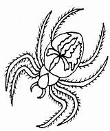 Spider Coloring Pages Color Print Back Animal Sheets sketch template