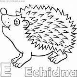 Echidna Coloring Pages Kids Getcolorings Print Printable sketch template
