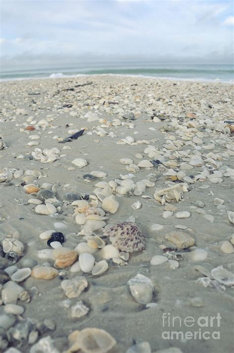 sea shells  marco island photograph  birgit tyrrell fine art america