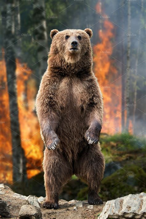 big brown bear standing stands  bu high quality animal stock