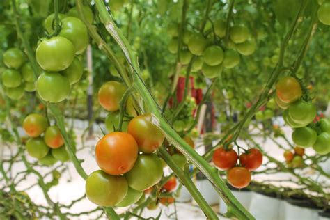 puntea la siembra de tomate en el ddr  zona costa representacion agricultura baja