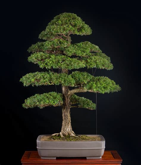 japanese collection — national bonsai foundation