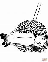 Karpfen Carp Ausmalbilder Kescher Ausmalbild Kolorowanka Karp Fishing Malbilder Kategorien Drukuj sketch template