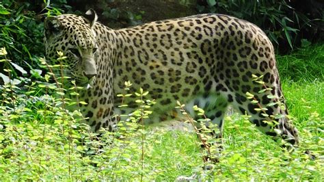 perzische panter safaripark beekse bergen  youtube