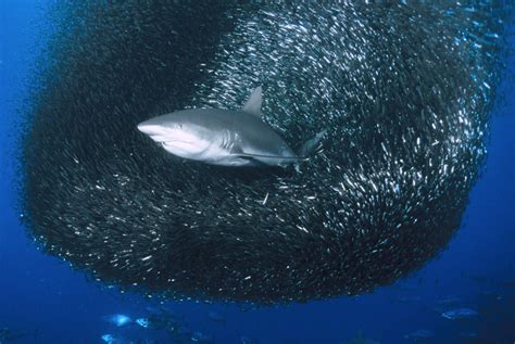 the life neurotic with steve s issues safety in numbers photos of sharks attacking a