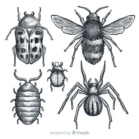 realistic hand drawn insects sketch set   insect art