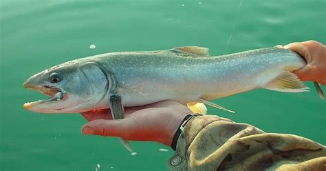 tips  salmon fishing   shore salmon facts