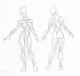 Muscle Drawing Female Deviantart Groups Study Drawings Arm Draw Body Anatomy Muscles Figure Reference Sketches Base Womens Artists Tissue Group sketch template