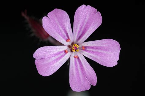flower petal ec