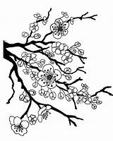Blossom Drawing Apple Coloring Cherry Pages Tree Japanese Flower sketch template