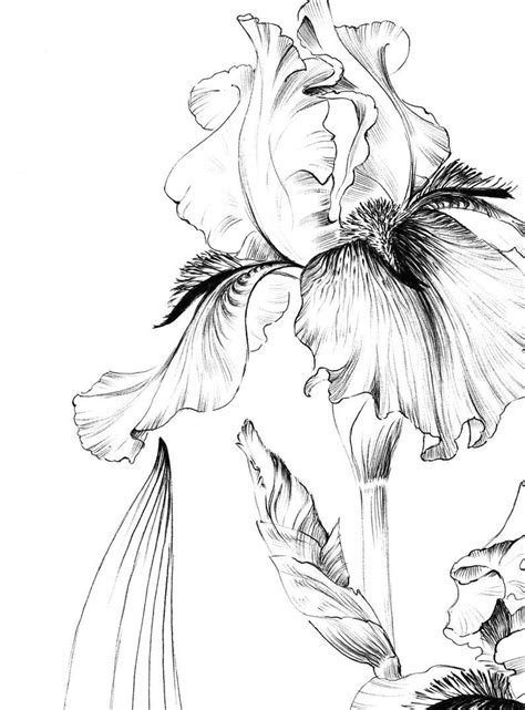 iris flower sketch printable coloring page living room art etsy