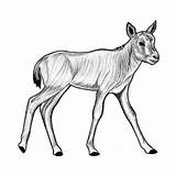 Oryx Foal sketch template