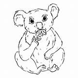 Premium Koala Eucalyptus Doodle Chewing Outline Leaves Eating Coloring Comic Vector Cartoon Drawing Cute Style sketch template