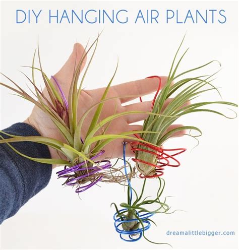 diy hanging air plants ⋆ dream a little bigger