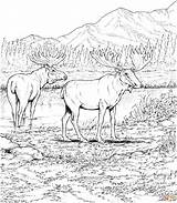 Moose Deers Ausmalbilder Elch Elche Ausmalbild Burgess Ausdrucken Schwer Azcoloring Paginas Wild sketch template