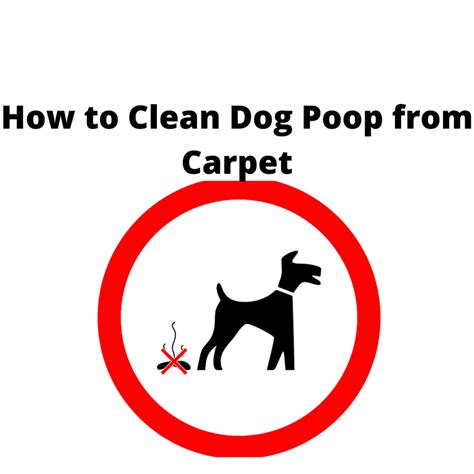 ways     remove dog poop fom carpet