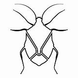 Bedbug Pest Chinch sketch template