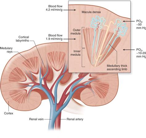 acute kidney injury brenner  rectors  kidney  ed