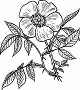 Single Flower Coloring Pages Printable Color Getcolorings Draw Drawings Print sketch template