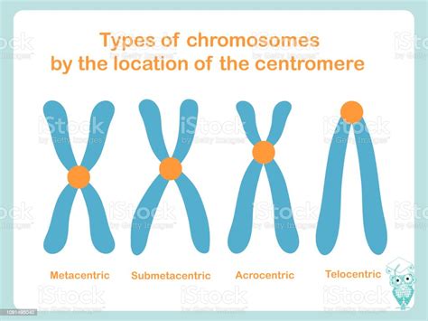 Ilustración De Tipo De Cromosoma De Según Posición Del Centrómero