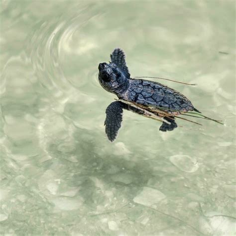 baby sea turtles hatching  marco island fl vacation soup