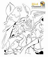Coloring Pages Parrot Multiple Birds Bird Animal Parrots Color Puerto Rican Colouring Print Gif Drawing Butterfly Oiseaux Pet sketch template