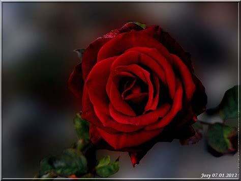 9 Rose Black Baccara  1 024 × 768 Pixels People And