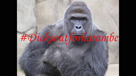 dicks out for harambe harambe tribute youtube