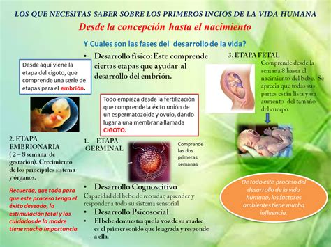 psicologia del desarrollo usfq caracteristicas de la etapa prenatal