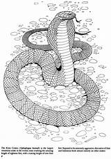 Snakes Dover Doverpublications sketch template