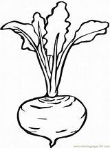 Coloring Beetroot Printable Pages Colouring Sheets Vegetable Drawings Choose Board sketch template