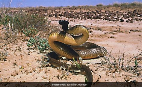 inland taipan   worlds  venomous snake  single bite