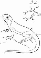 Lizard Coloring Pages Lizzard Printable Lizards Drawing Animals Gecko sketch template
