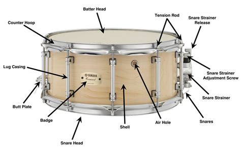 anatomy   snare drum