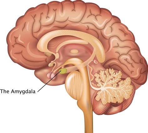 turning   amygdala turns  pain  pain pt